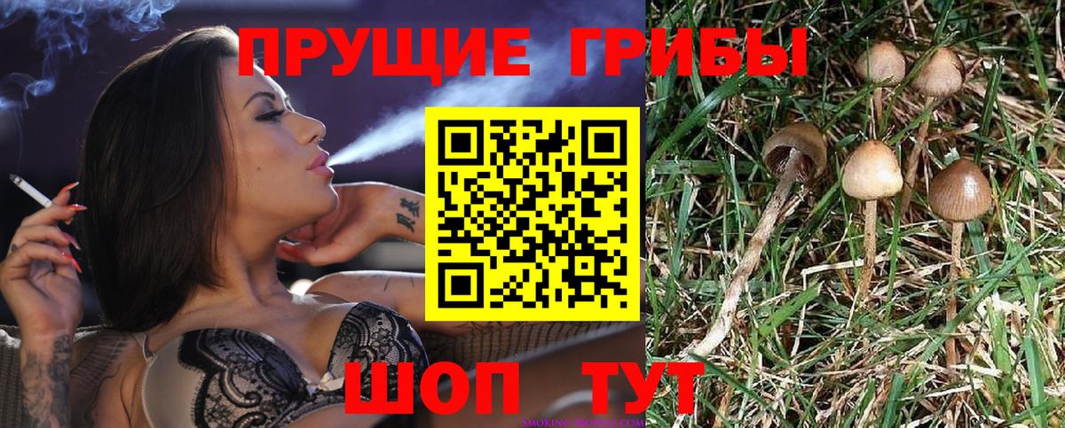 Псилоцибиновые грибы Psilocybe Лесозаводск